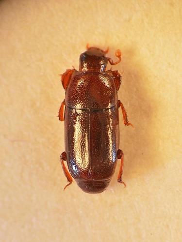 Paromalus filum